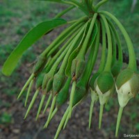 Madhuca longifolia (J.Koenig ex L.) J.F.Macbr.